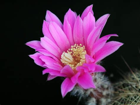 cactus flower part    fun