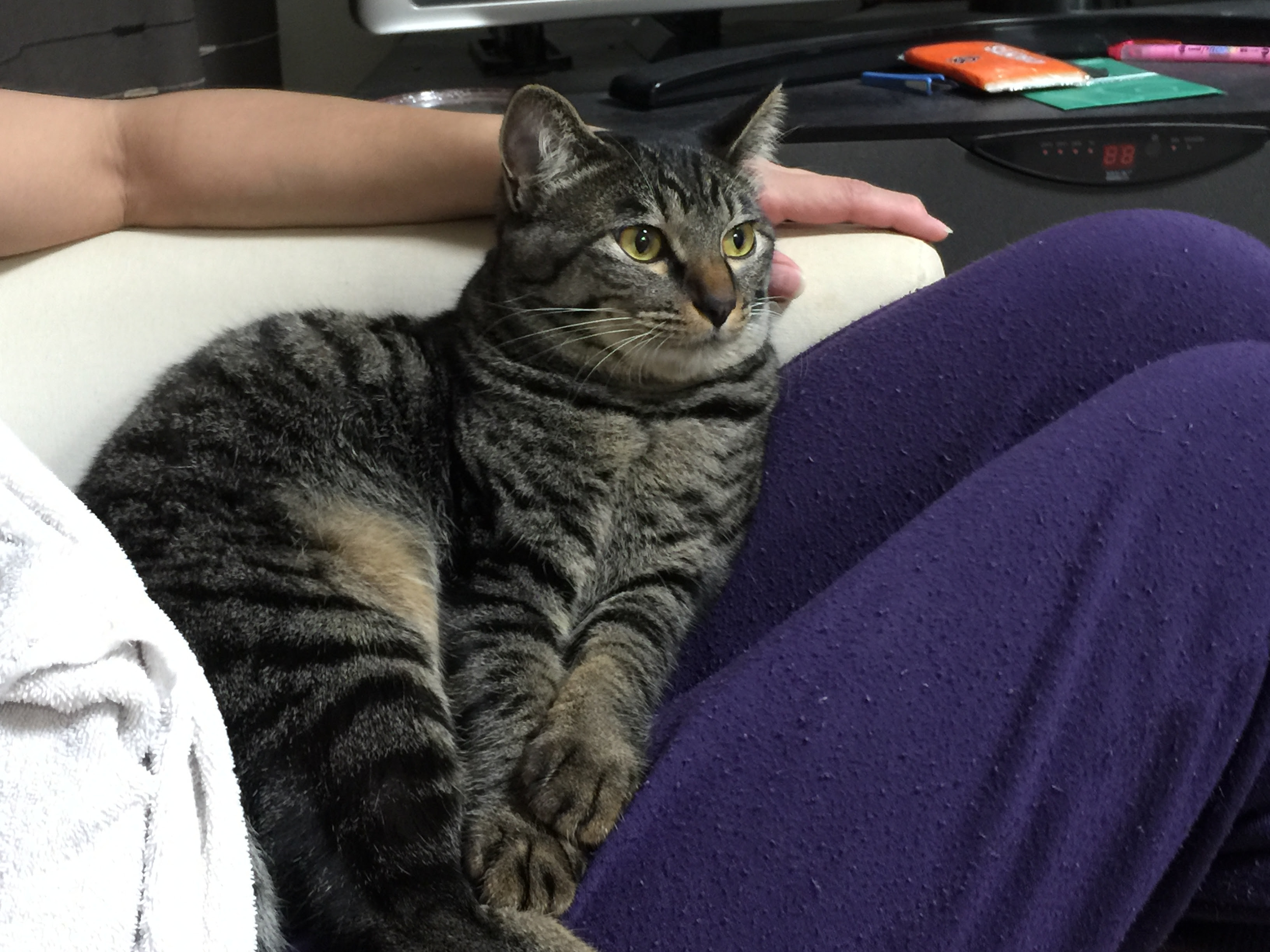 猫が膝の上に乗る 降ろしても何度でも なぜなのか 理由と心理 ノラから家猫 ロミちゃん 猫が家族の日常