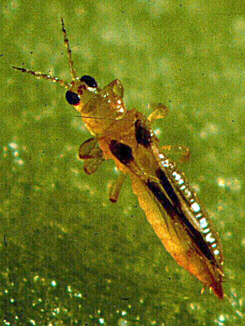 http://DH42ZL01/Knowledge Master/BR_thrips.htm