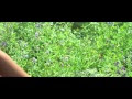 Halad Pivali Por Kavali Song Free Download