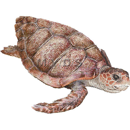 赤海亀 アカ ウミガメのイラスト 条件付フリー素材集
