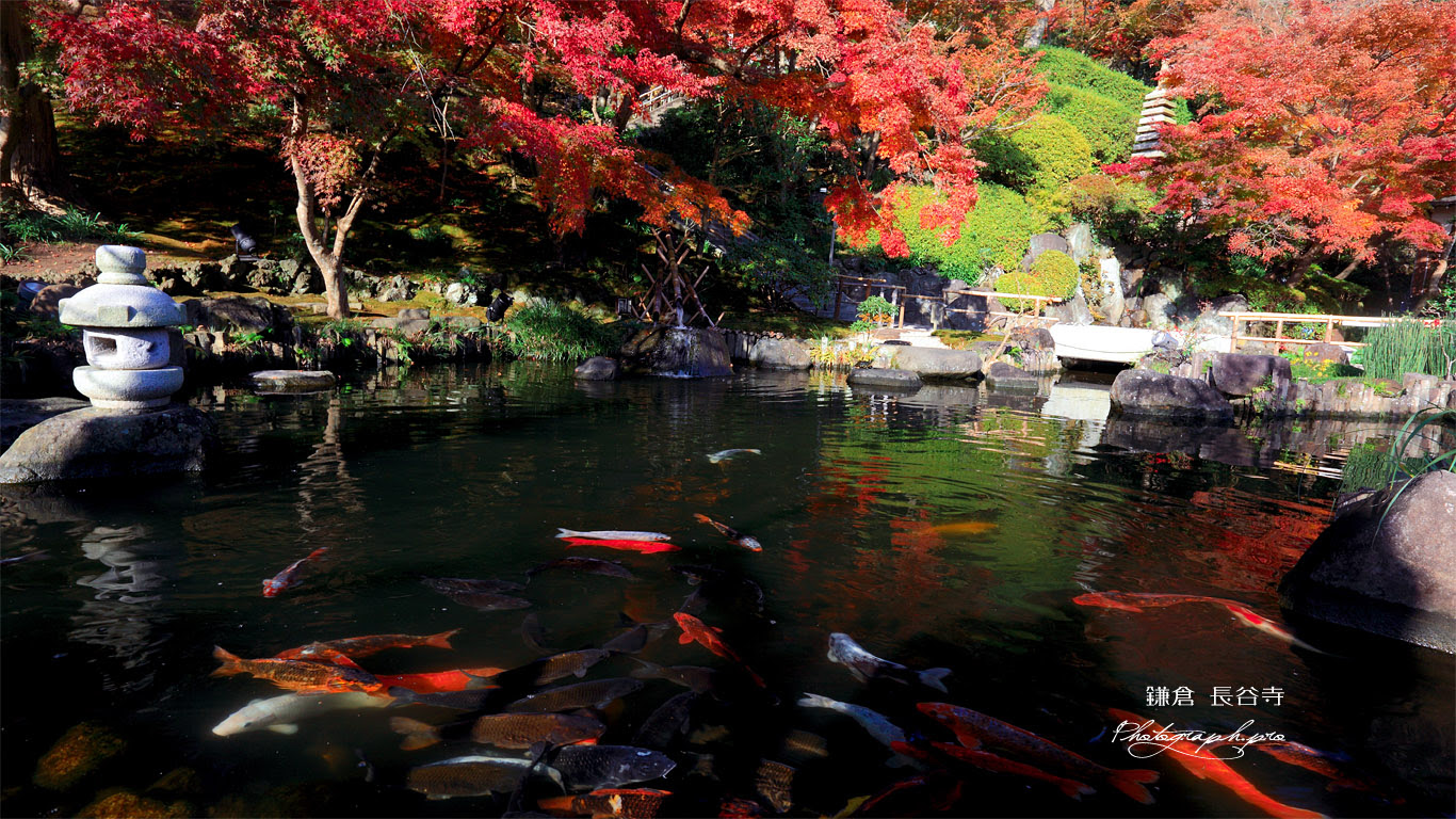 鎌倉長谷寺放生池の鯉と紅葉 の壁紙 1366x768
