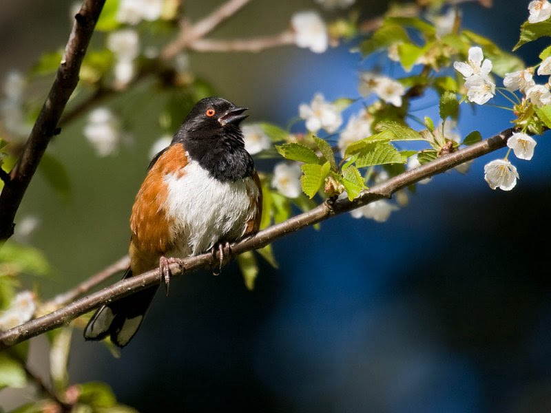 Spotted Towhee