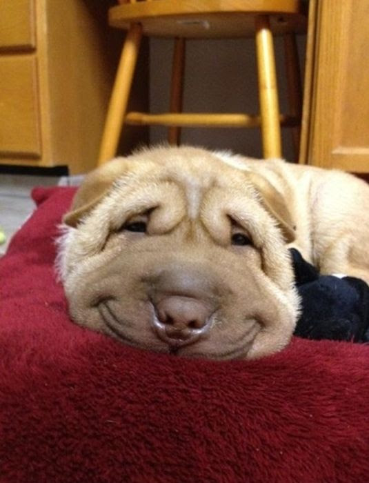 犬の変顔が笑える画像 動画 Pety