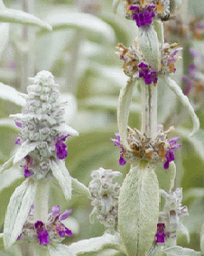 花 ラムズイヤー 7月14日の花と花言葉 ラムズイヤー 魅る魅るガーデニング