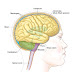 Central Nervous System Diagram Brain - Central Nervous System Overview Parts And Its Functions / These original illustrations and diagrams of the brain were created from 3d medical imaging reconstructions and then redrawn and colored this atlas of human anatomy is composed of several chapters: