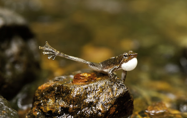 Dengan meregangkan kaki kanannya, pertanda katak laki mulai menari, memanggil pasangannya, katak betina untuk kawin.