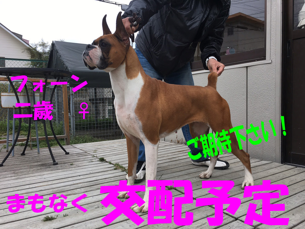 交配予定のボクサー フレンチブルドッグとボクサー犬専門のグロワーレイン