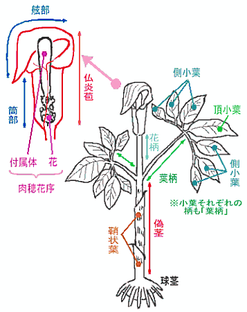 ラブリー花名称部位