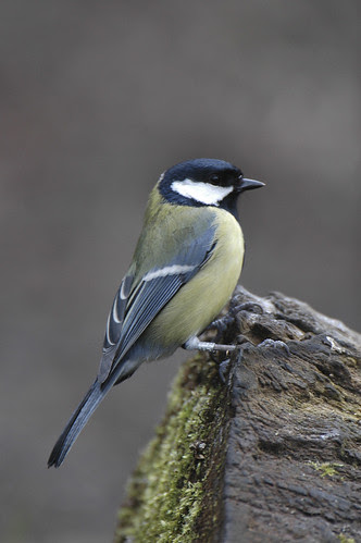 GT243534_fgrt