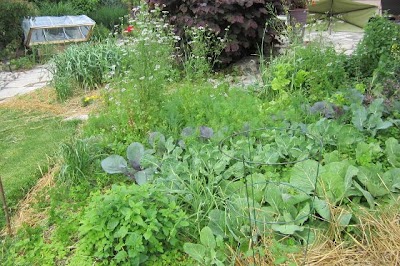 Vegetable Garden Layout Pictures