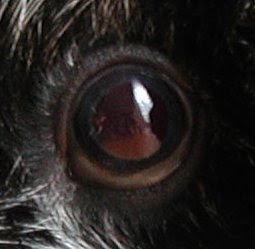 Guinea Lynx Eyes