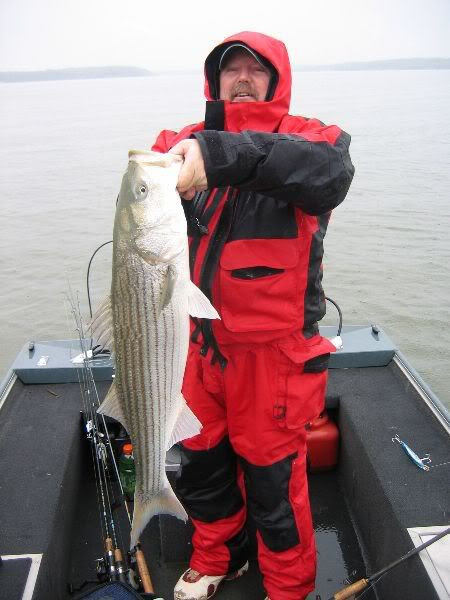 Morone saxatilis