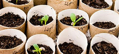 planning kid friendly garden