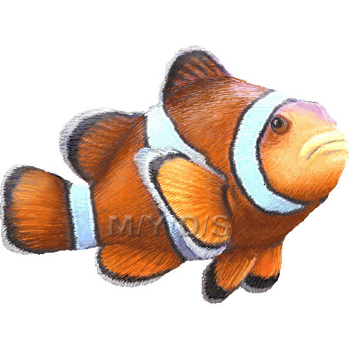カクレ クマノミのイラスト 条件付フリー素材集