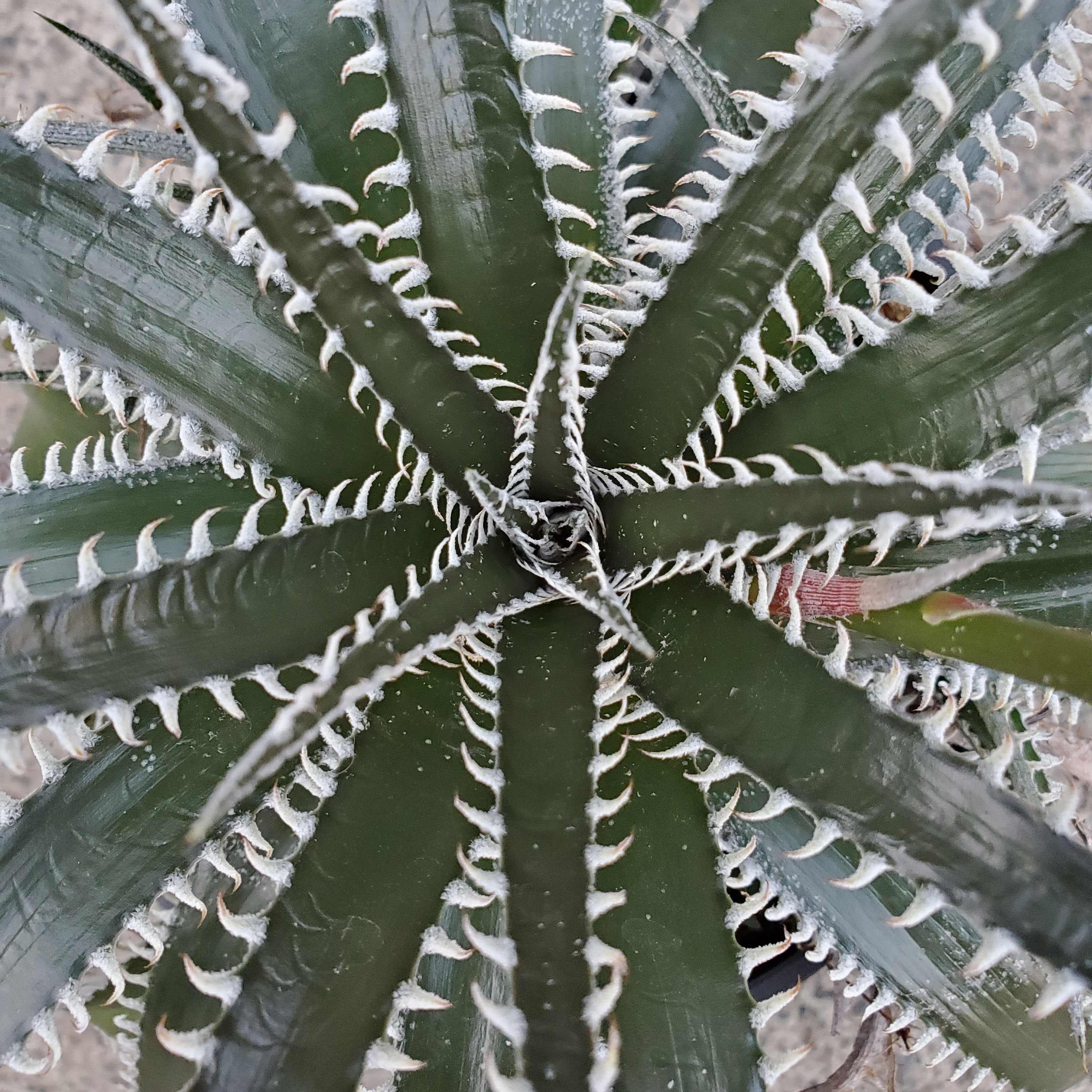 ディッキア Dyckia Marnier Lapostollei Var Estevesii X Brittle Star Dyckia Maniax
