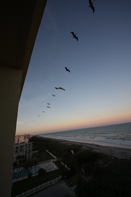 pelican parade