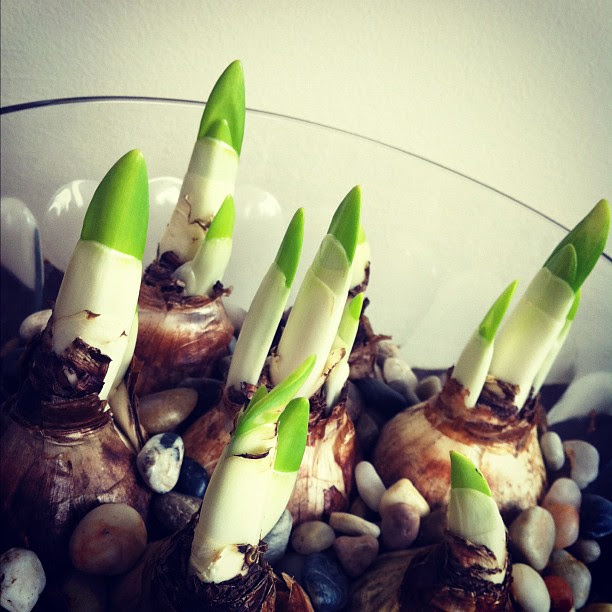 paper whites