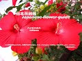 ハイビスカス 赤色 235130-ハイビスカス 赤色