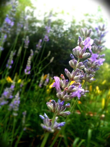 Lavender