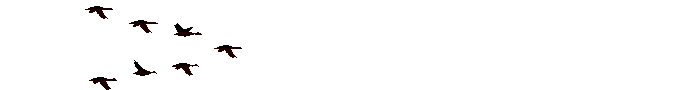  photo barrinha_div_092.gif