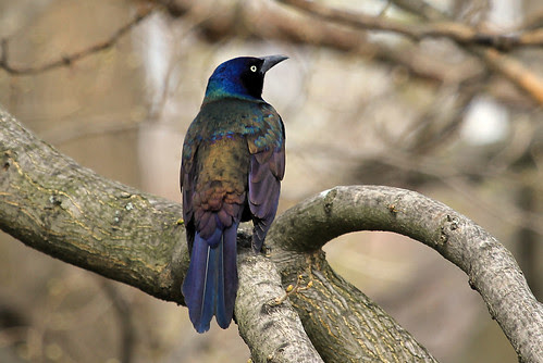Common Grackle sm