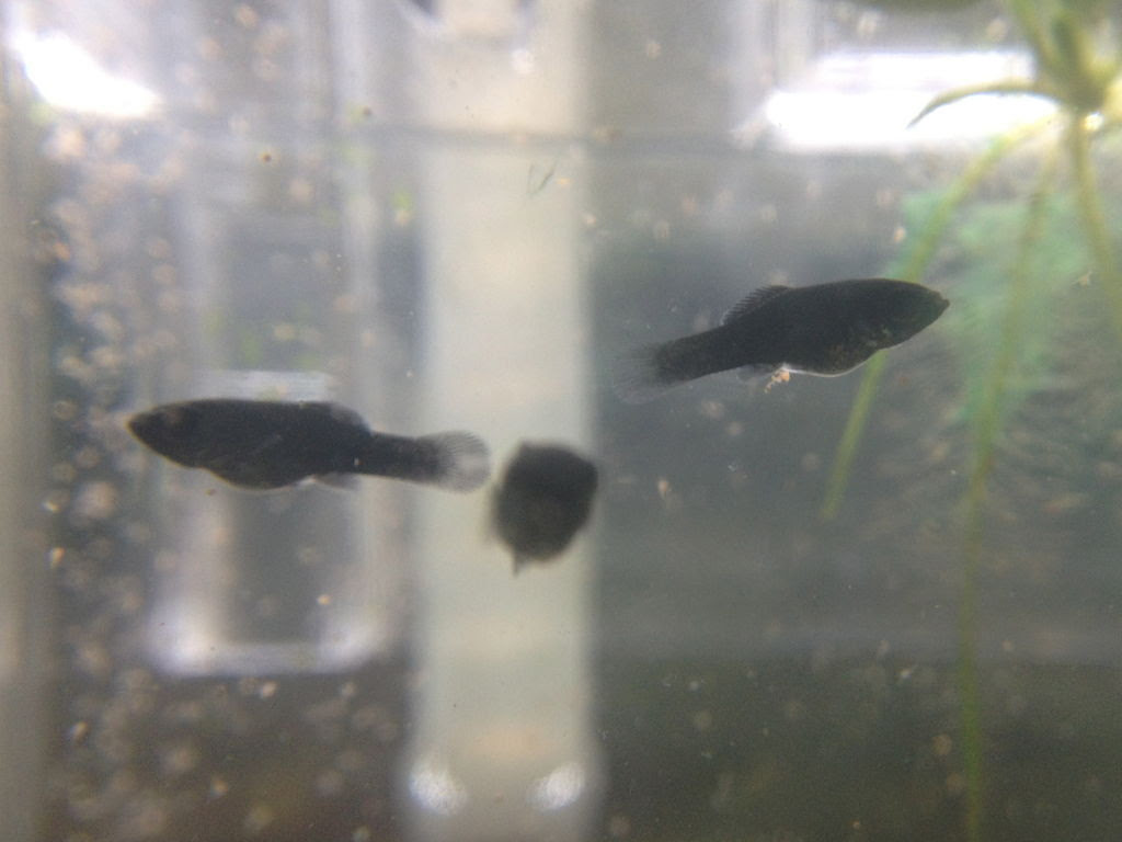 ブラックモーリー稚魚が可愛い過ぎるのでブラインシュリンプを涌かしてしまった グラミー ブラックモーリー 稚魚