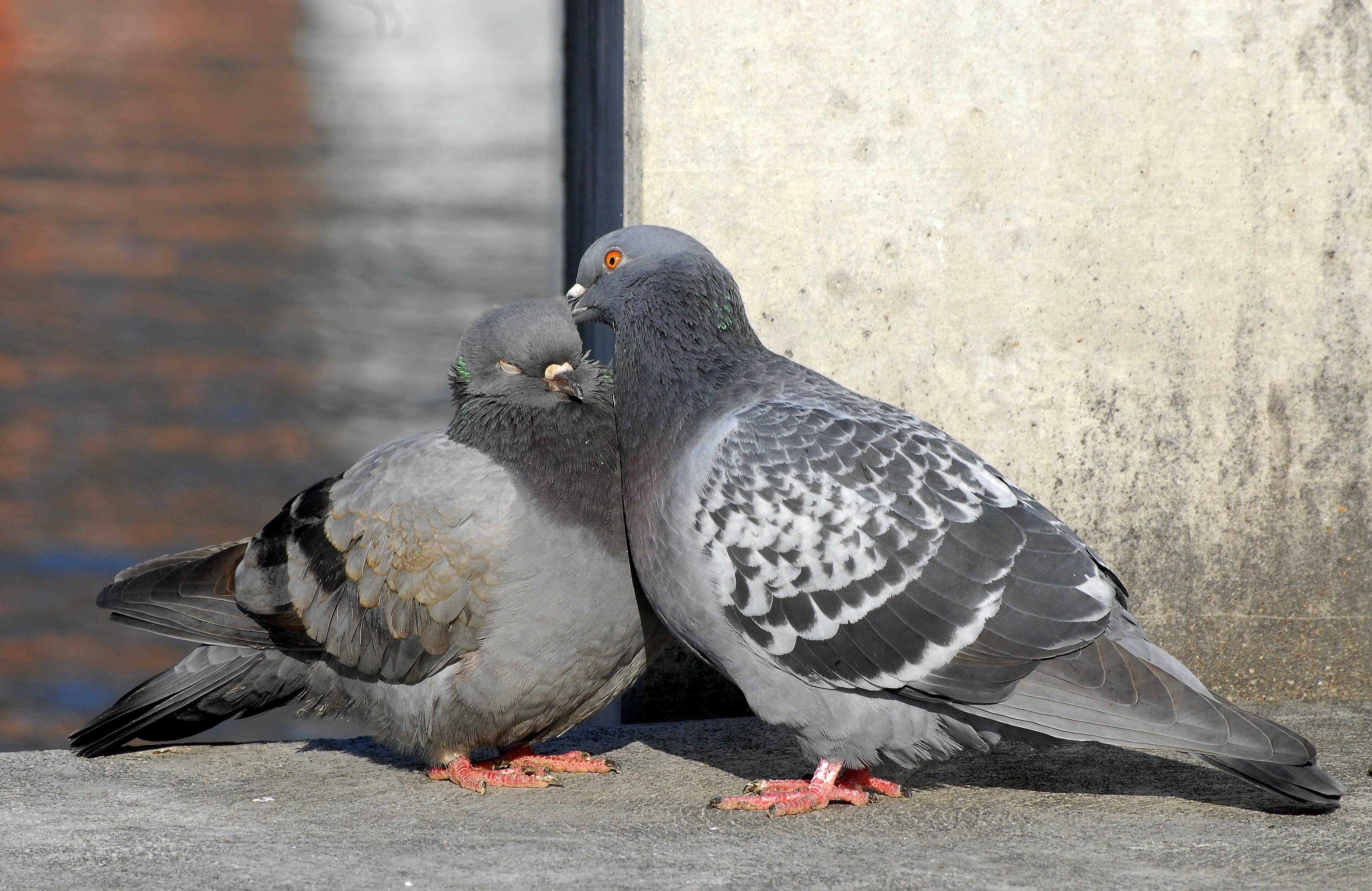 フリー写真素材 動物 鳥類 ハト科 鳩 ハト カップル 動物 キス 画像素材なら 無料 フリー写真素材のフリーフォト