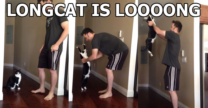 Outstretched Cat That Likes Hugs Goes Viral. Internet Reacts ...