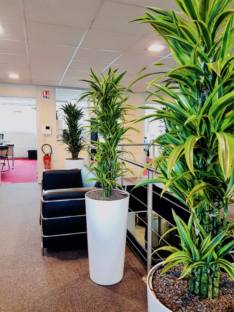 Quelles plantes pour le bureau? Liste - Ooreka