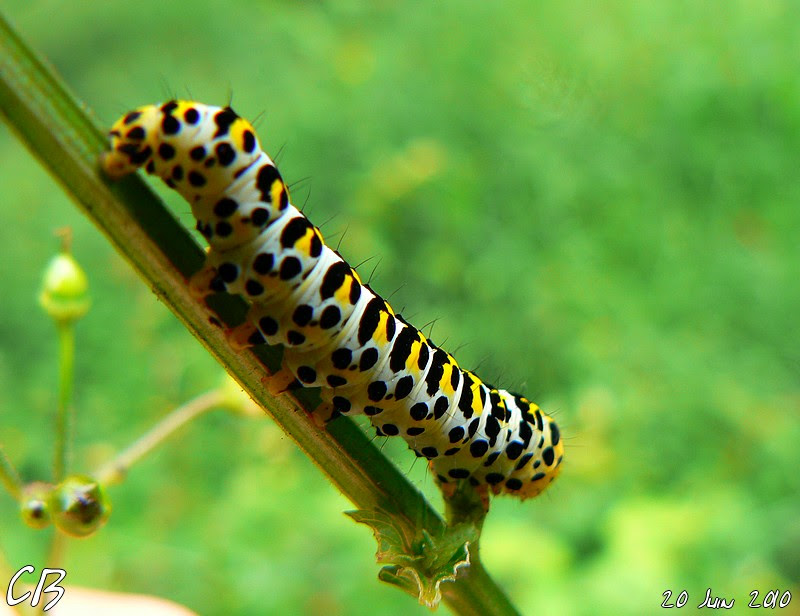 Chenille (l pidopt re) p dia