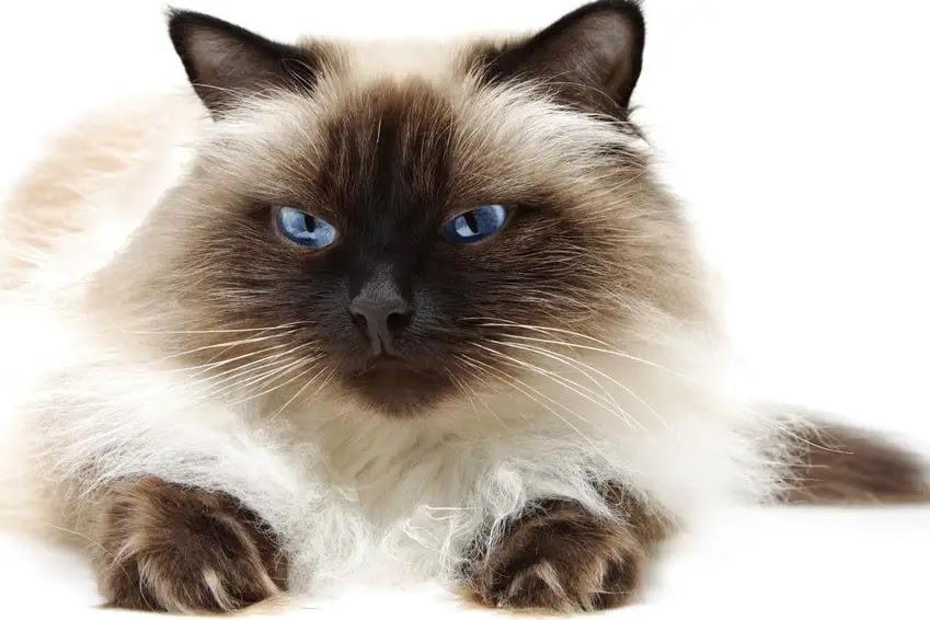 Himalayan Cat Purrfect Cat Breeds Himalayan Cat Purrfect Cat Breeds