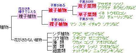 植物の分類 印刷用まとめ