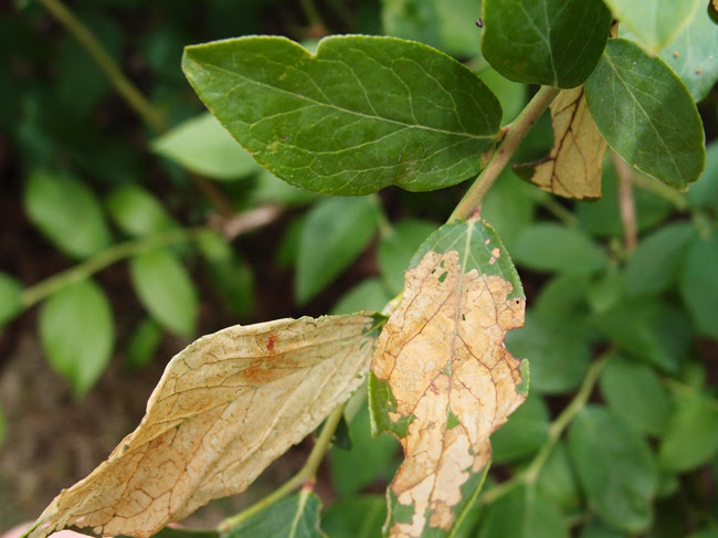 葉が透ける 一部の葉だけ枯れるイラガの食害 ブルーベリー収穫奮闘記