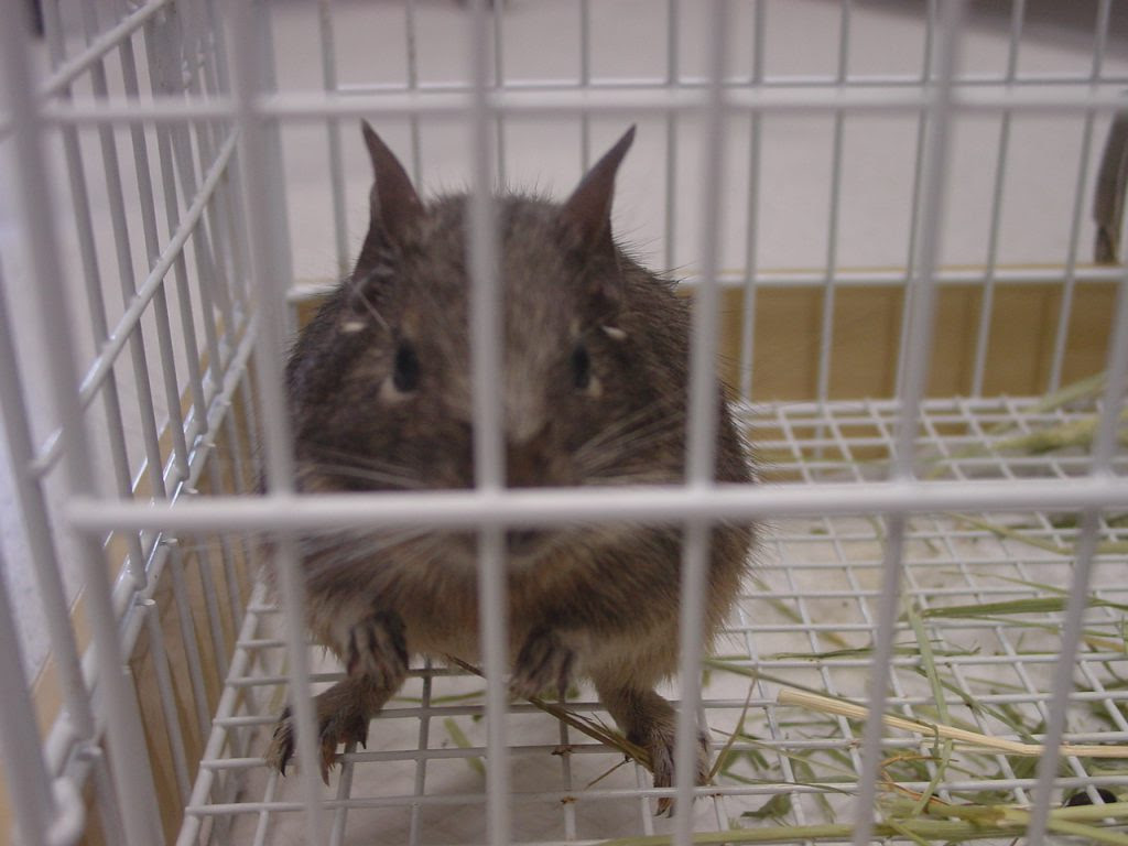 オークどうぶつ病院 オークどうぶつ病院けやき 福岡市 犬 猫 エキゾチックの診察 治療 健康診断 ペットホテル 獣医師求人情報 18 7月 26