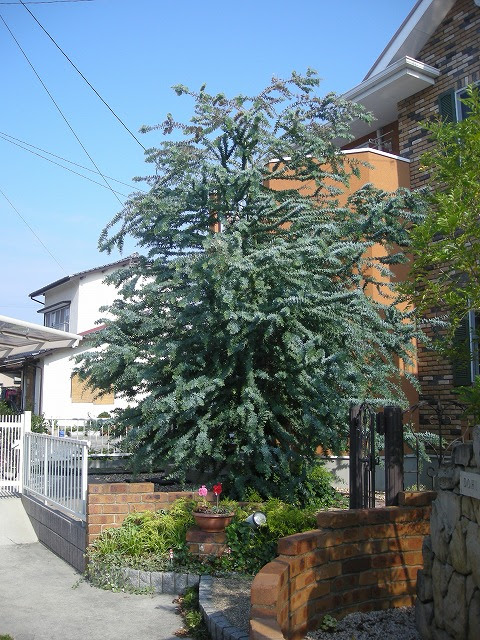 ギンヨウアカシアの剪定 自然浴生活 してますか