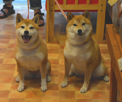 柴犬 ころ ちゃん てん ちゃん 久しぶりぃ ごろたろう犬具 めっちゃ似合ってるブログ