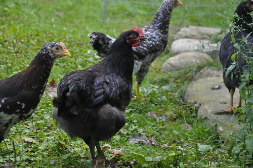 Young Australorp Hen