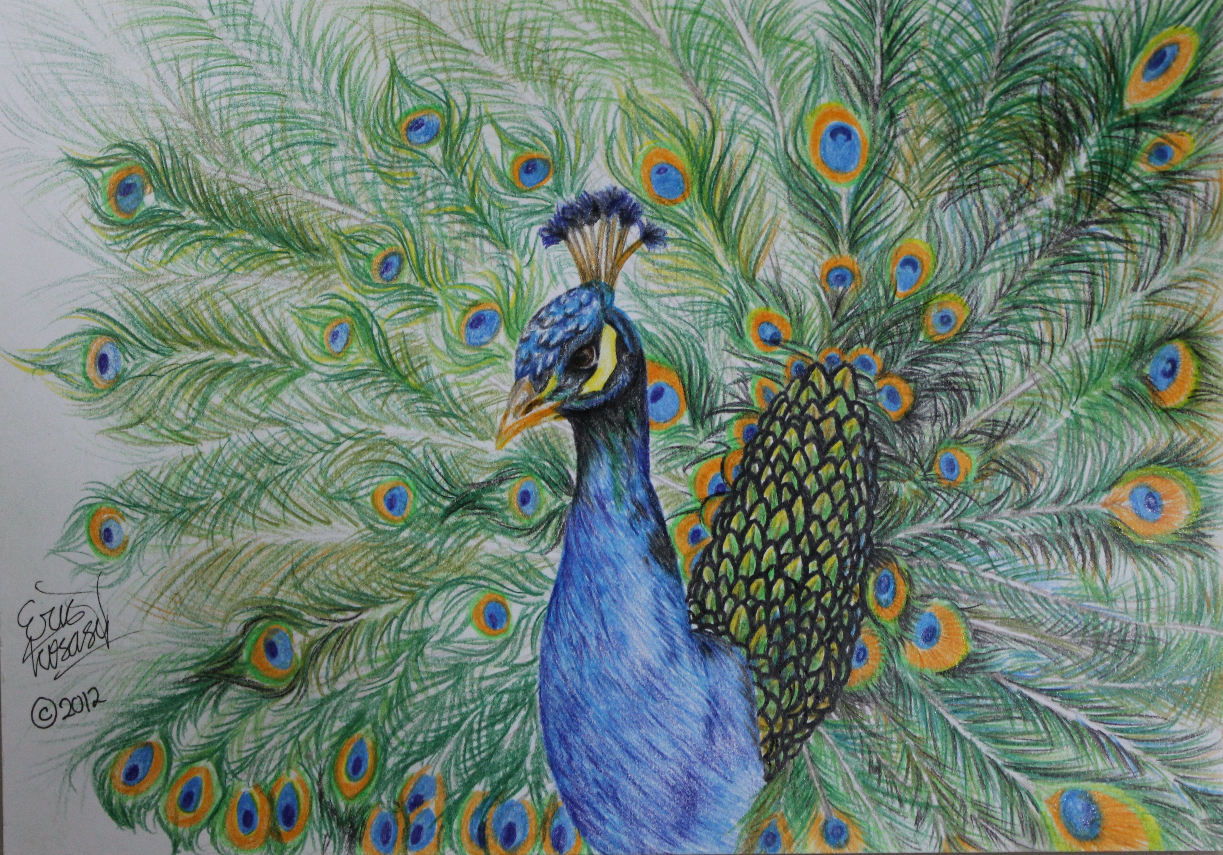 images Beautiful Pencil Beautiful Peacock Drawing Images getdrawings com