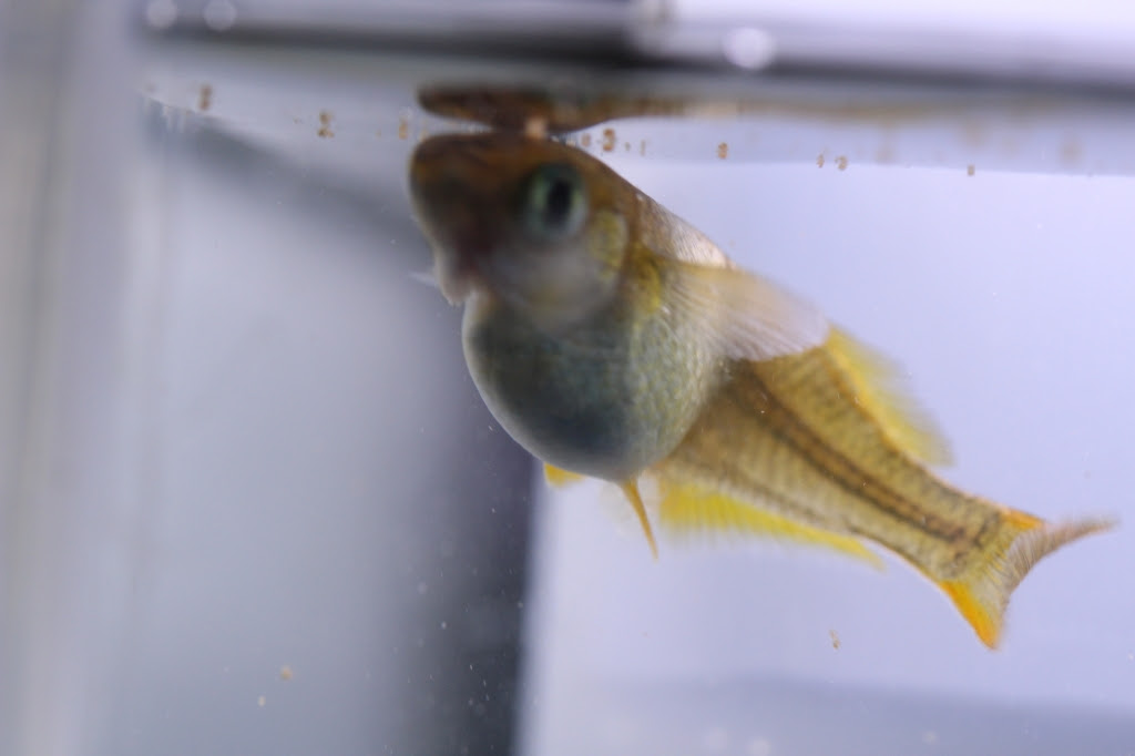 産気より食い気 めだかハウスきらら