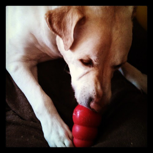Who doesn't love #peanutbutter for #breakfast   #dogstagram #bigdog #love #kong
