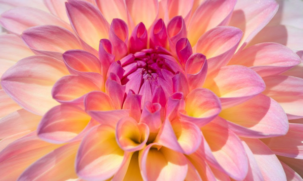 立てば芍薬座れば牡丹歩く姿は百合の花 の意味と適切な使い方 Trans Biz