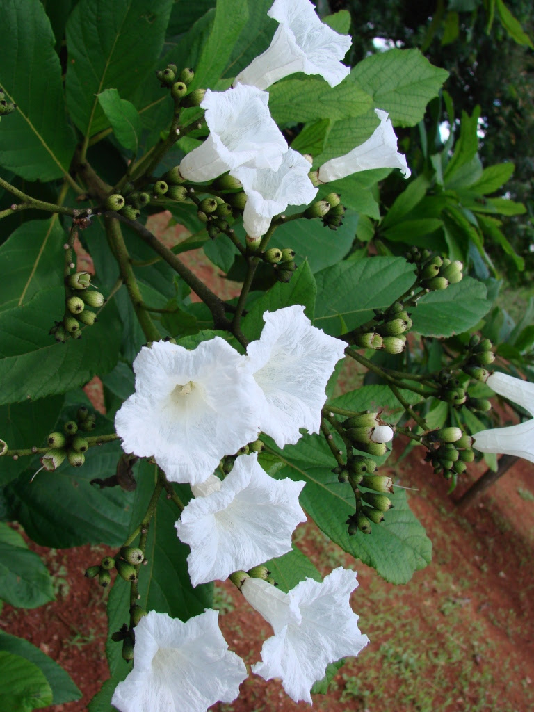 http://upload.wikimedia.org/wikipedia/commons/2/24/Cordia_superba.jpg