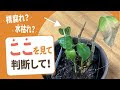 200以上 観葉植物 枯れた 判断 174097-観葉植物 枯れた ��断