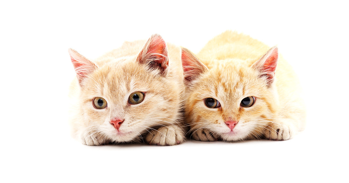 子猫がふみふみしたり噛む理由は？猫の習性と行動の意味まとめ