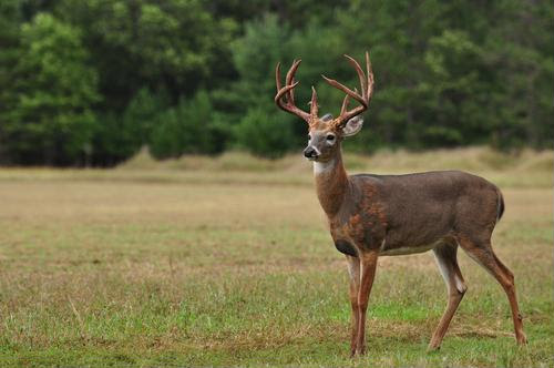 Controversy Over Deer Antler Spray Continues Andrews Institute For Orthopaedics Sports Medicine