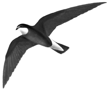 眠りながら飛ぶ鳥ハリオアマツバメ 97 6