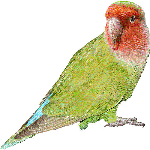 コザクラ インコのイラスト 条件付フリー素材集