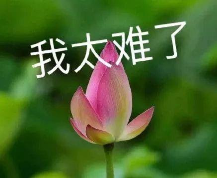 六级翻译 荷花梅花牡丹花 逼疯网友 该换个方式记单词了 小初高题库试卷课件教案网