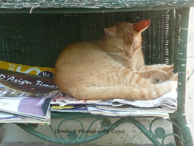Hemingway's cat